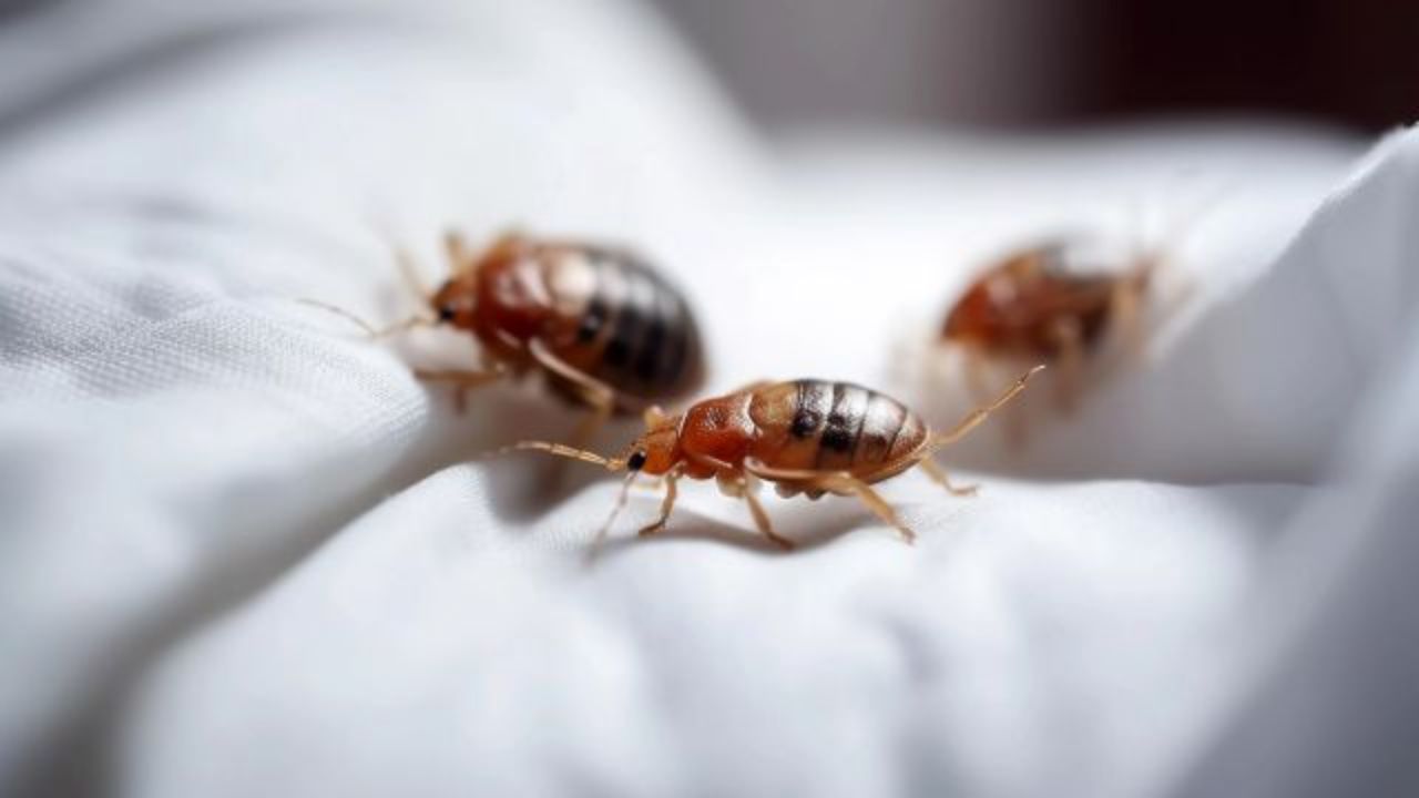 Montana is Crawling With Bed Bugs, 3 Cities Among Most Infested