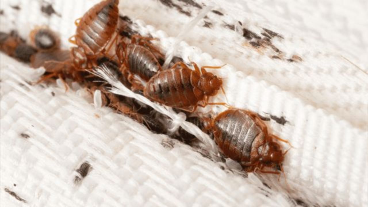 Ohio Is Crawling With Bed Bugs, 3 Cities Among Most Infested