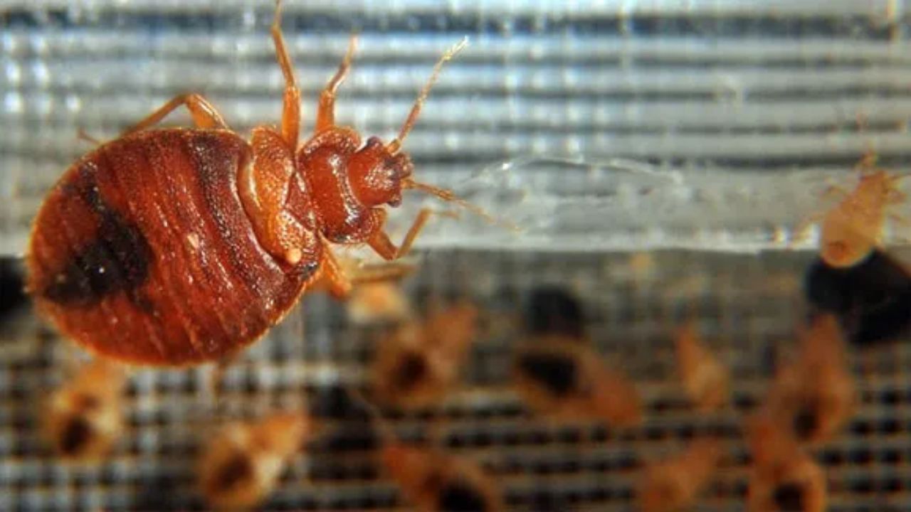 West Virginia Is Crawling With Bed Bugs, 3 Cities Among Most Infested
