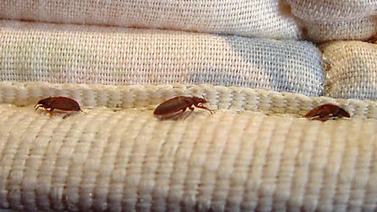 Five Ohio Cities Make Orkin's List of Worst Places for Bed Bugs