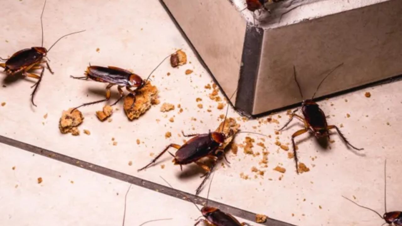 Two Florida Cities Among Top Roach-Infested Cities in America